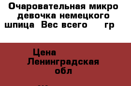 Очаровательная микро девочка немецкого шпица. Вес всего 1400гр.  › Цена ­ 20 000 - Ленинградская обл. Животные и растения » Собаки   . Ленинградская обл.